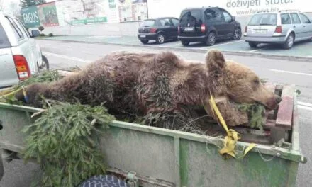ГДЈЕ НЕСТАЈУ ЛОВАЧКИ ТРОФЕЈИ ИЗ БОСНЕ И ХЕРЦЕГОВИНЕ: Шта зна медвјед шта је граница!
