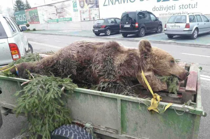 ГДЈЕ НЕСТАЈУ ЛОВАЧКИ ТРОФЕЈИ ИЗ БОСНЕ И ХЕРЦЕГОВИНЕ: Шта зна медвјед шта је граница!
