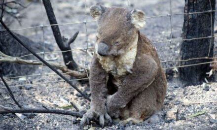 HUMANIZAM NA DJELU: Mogu li ženske grudi spasiti koale u Australiji?