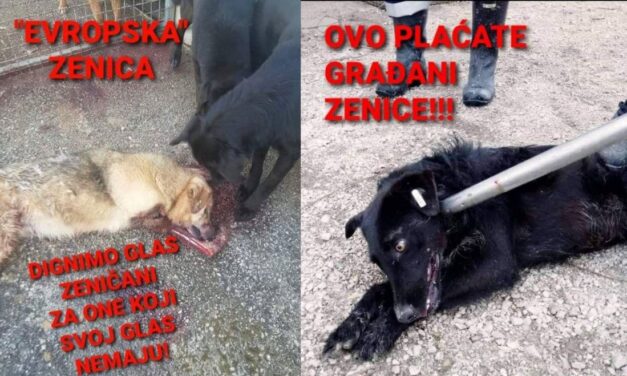 POZIV MEDIJIMA: Podržite protest protiv ubijanja napuštenih pasa u Zenici
