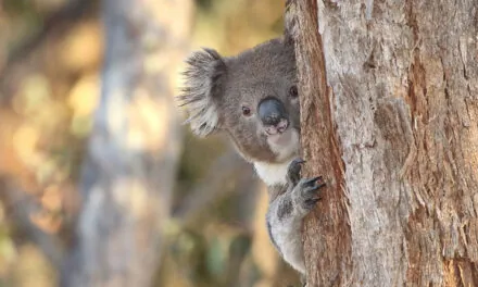 Daleko je Australija
