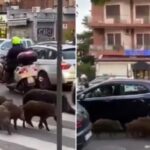 GRADOVI I DIVLJE ŽIVOTINJE: Rim u borbi protiv divljih svinja