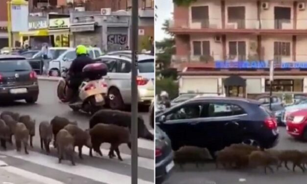 GRADOVI I DIVLJE ŽIVOTINJE: Rim u borbi protiv divljih svinja
