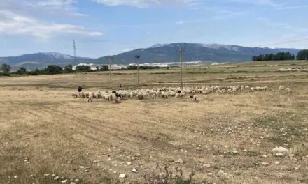 Neće valjda suša