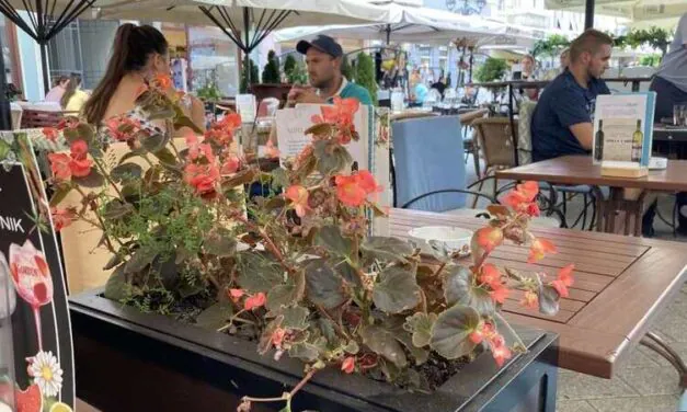 Kultura i hortikultura
