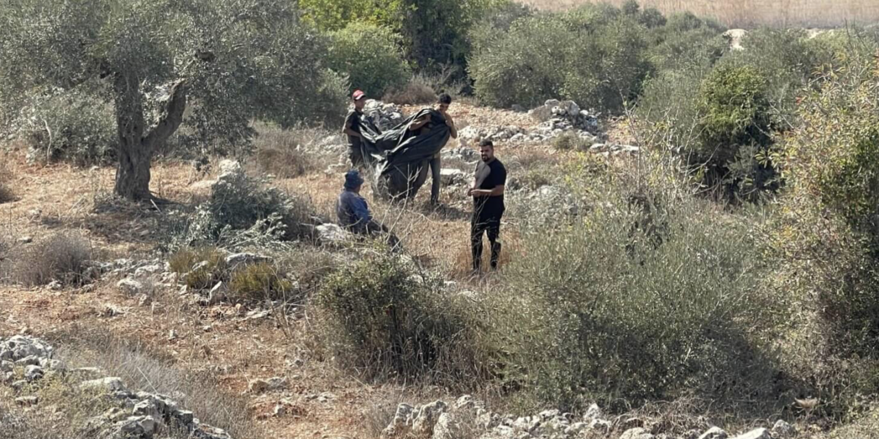 Ja sam novinar. Izrael me pritvorio jer sam dokumentirao berbu maslina na Zapadnoj obali