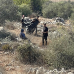 Ja sam novinar. Izrael me pritvorio jer sam dokumentirao berbu maslina na Zapadnoj obali